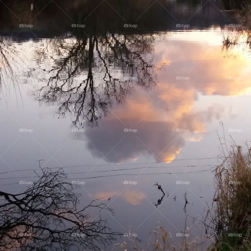 Clouds and bare tree reflected on lake