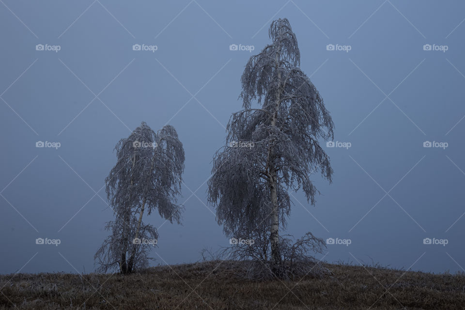 Frozen trees during winter .