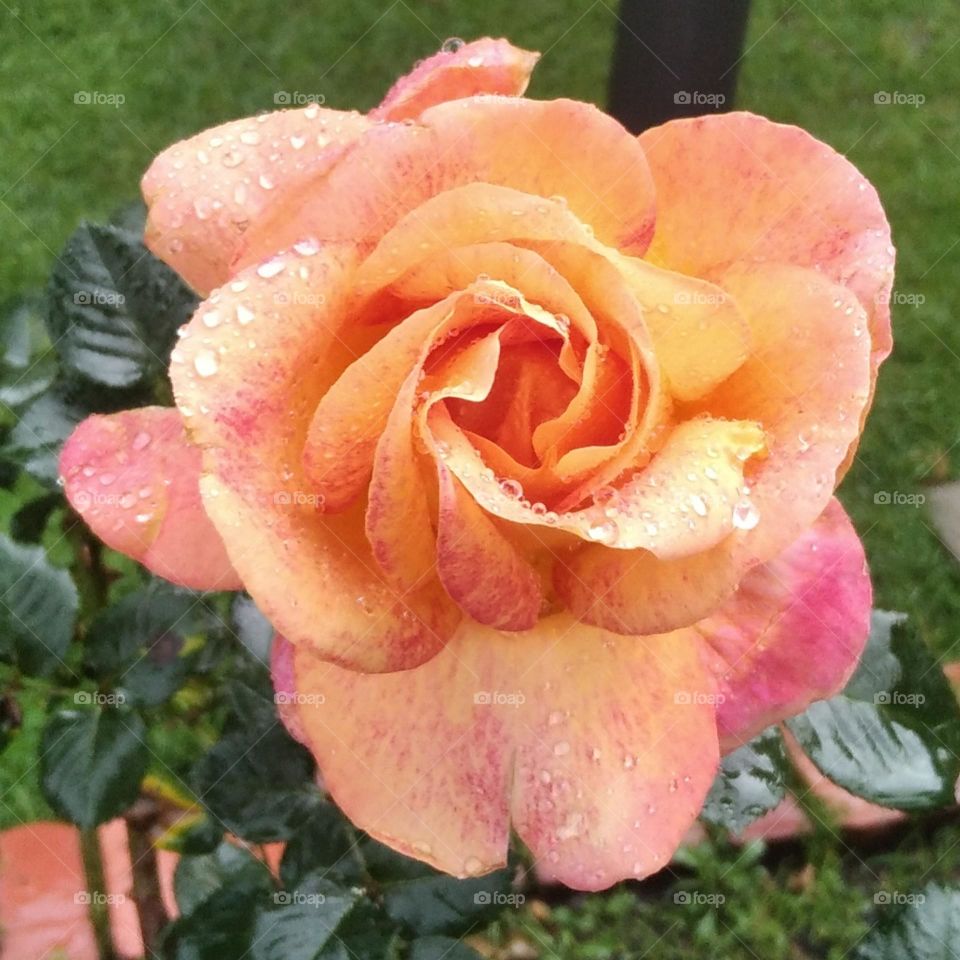 they most beautiful model