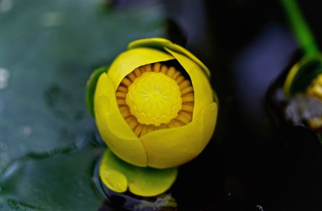 Summer Lotus