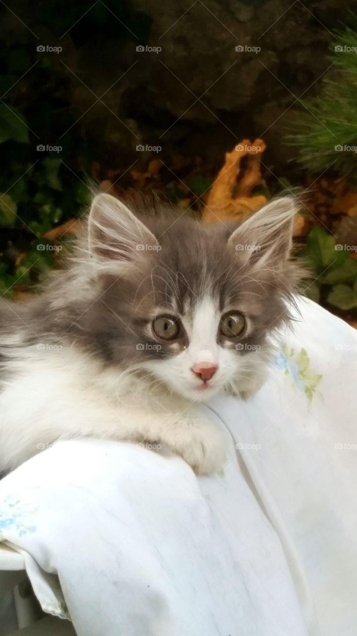 My kitten in the garden