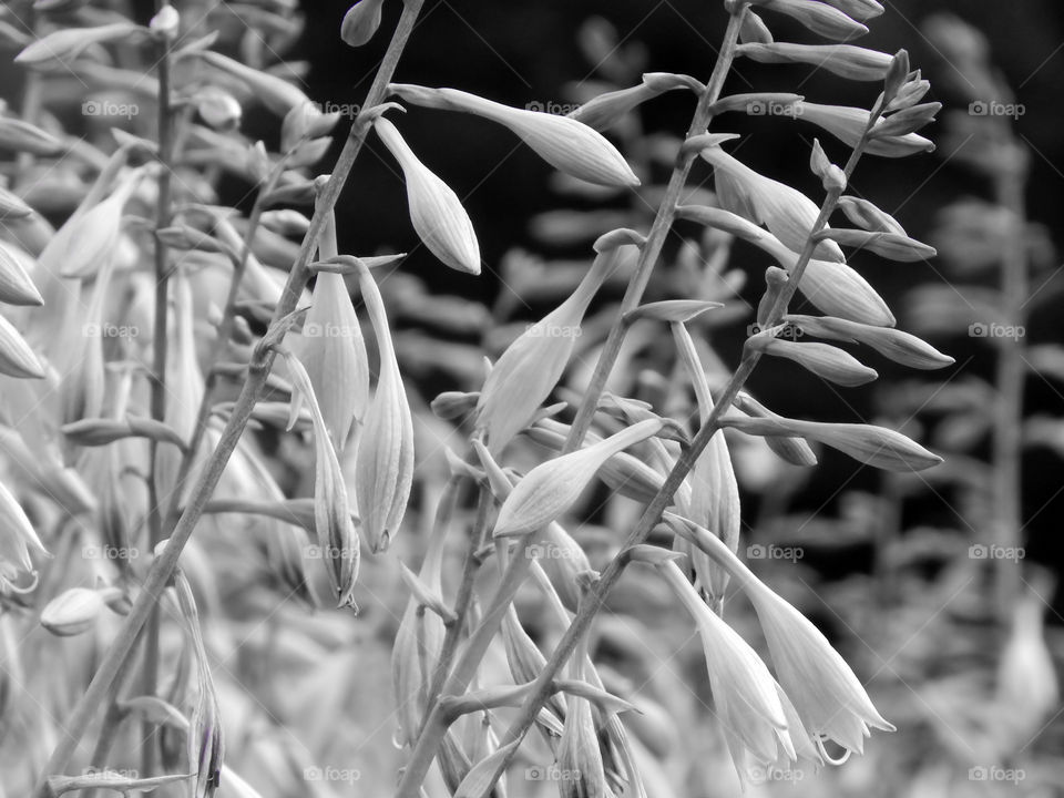 Black & white flowers