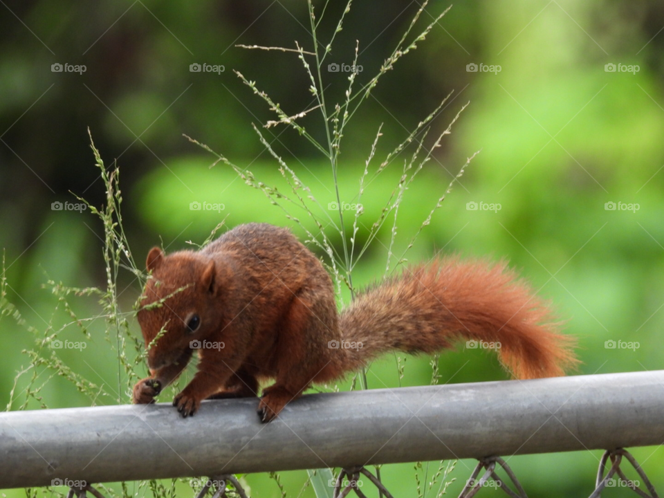 Red Squirrel 