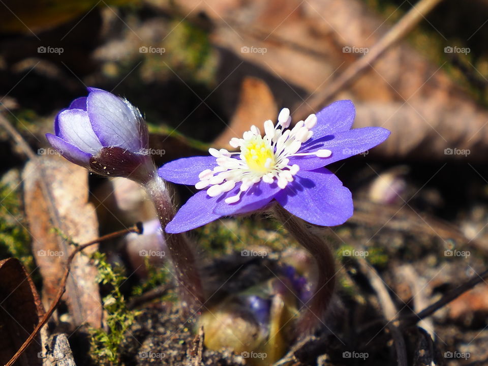 Hepatica