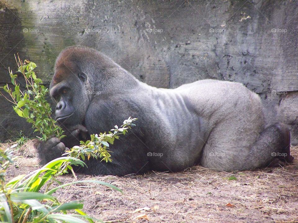 Gorilla Posing