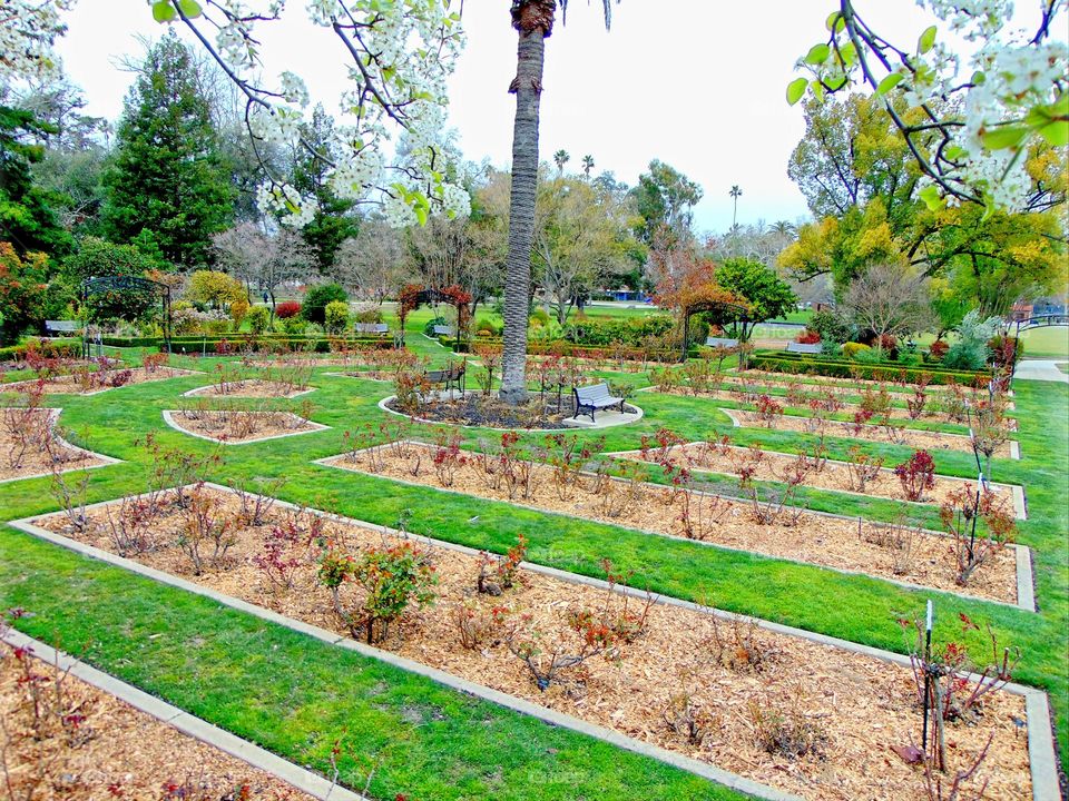 Patterns of green grass in a community garden