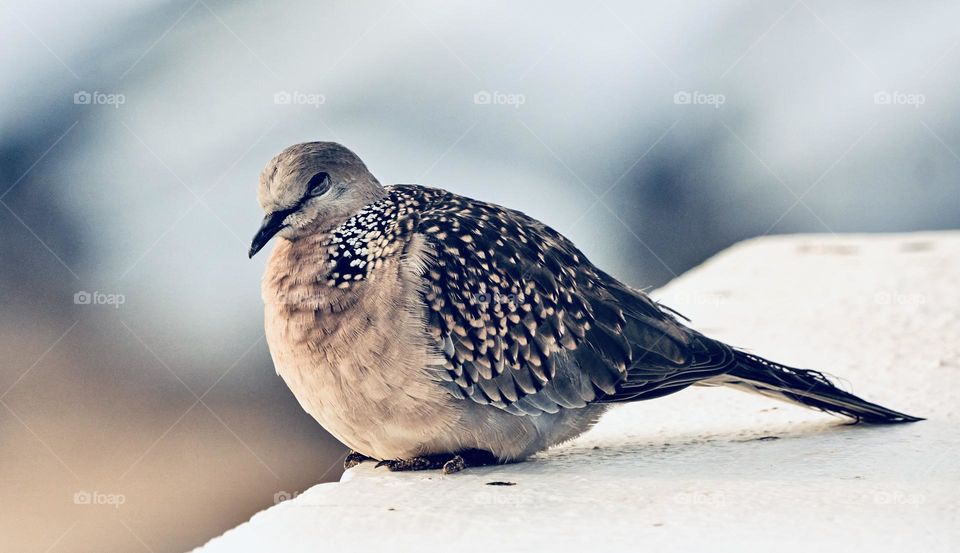 Bird photography - Dove  - Resting on the cement slab 