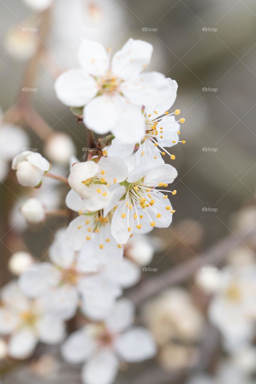 Close up or macro of white spring flowers
