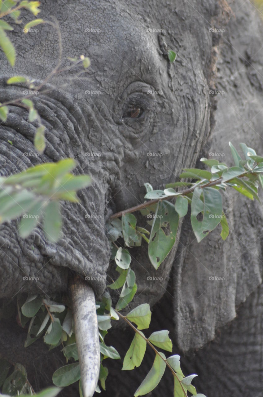 Elephant with eyes to his soul