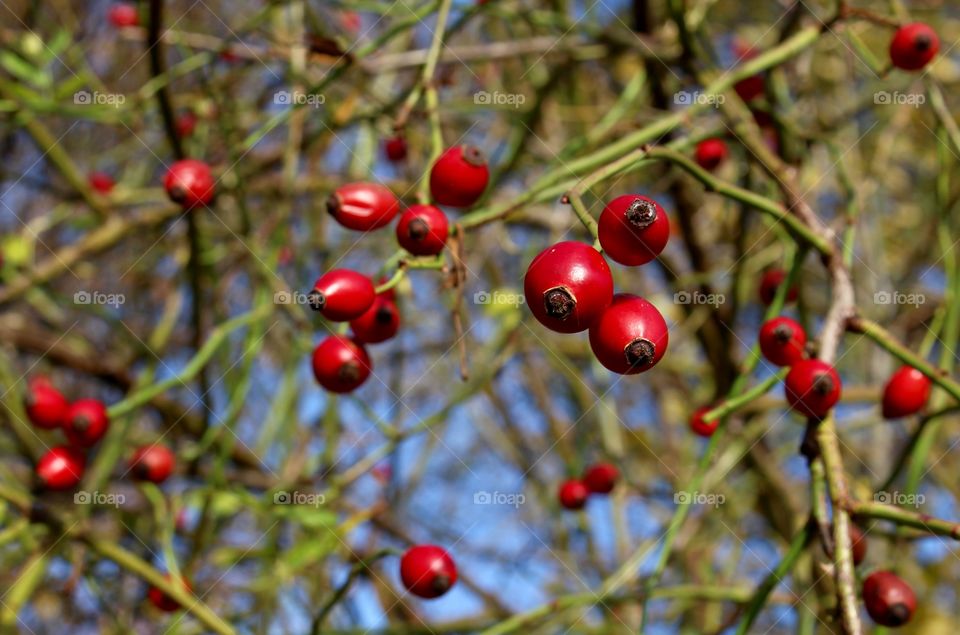 Rose hip.