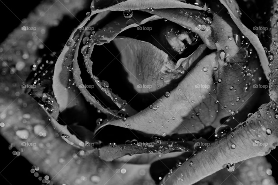 Black & White Macro shot of a rose. Shot with a Canon 60D, Tamron 60mm SP Macro f/2.0, and two Canon Speedlites, a 600-EX, and a 580