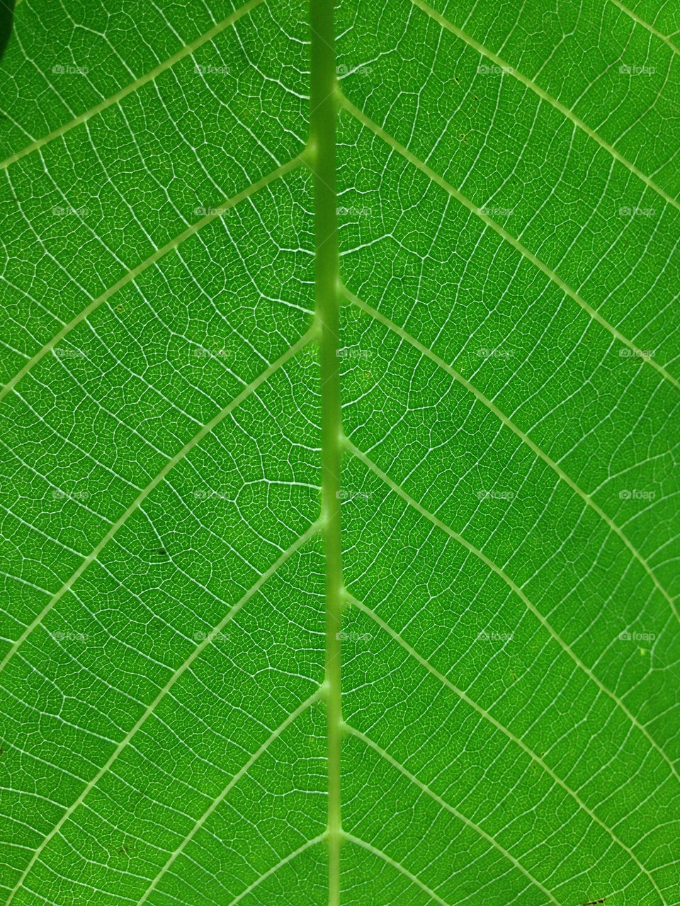 green three by TheShaman