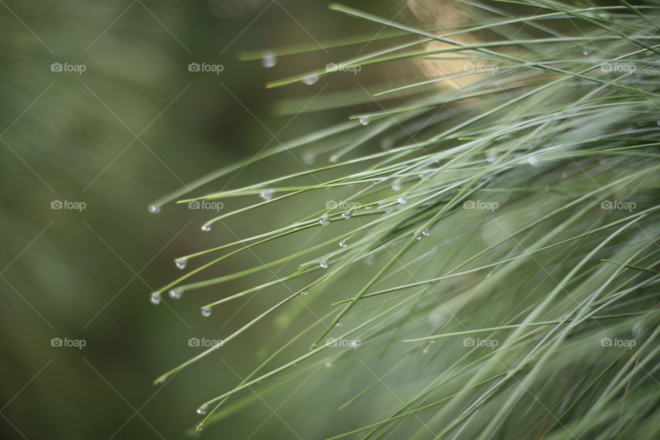Rain drops on pine needles 