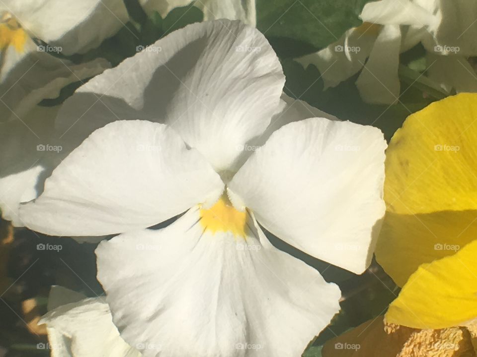 White pansy