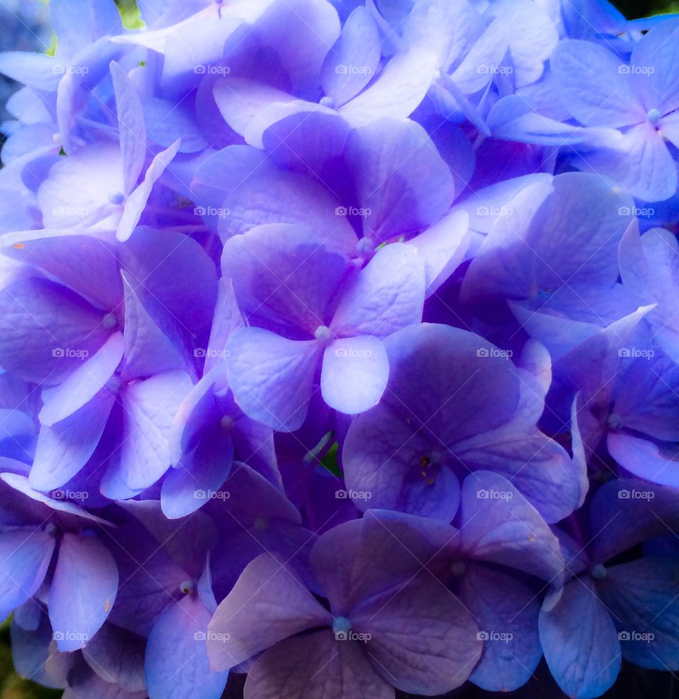 Blue summer blooms 