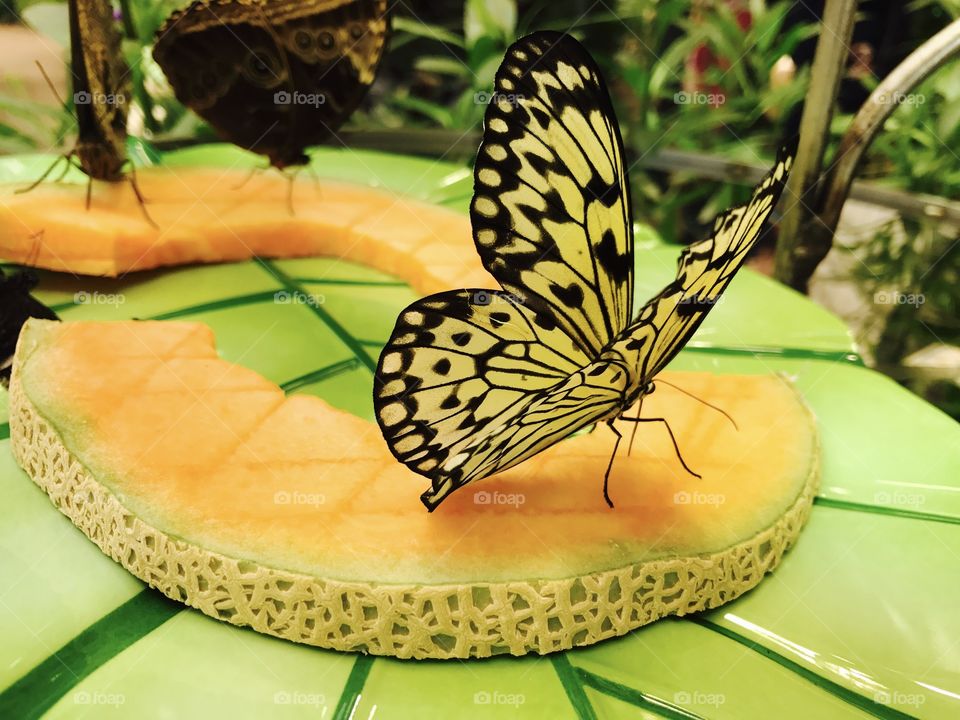 Butterflies on Green Plate