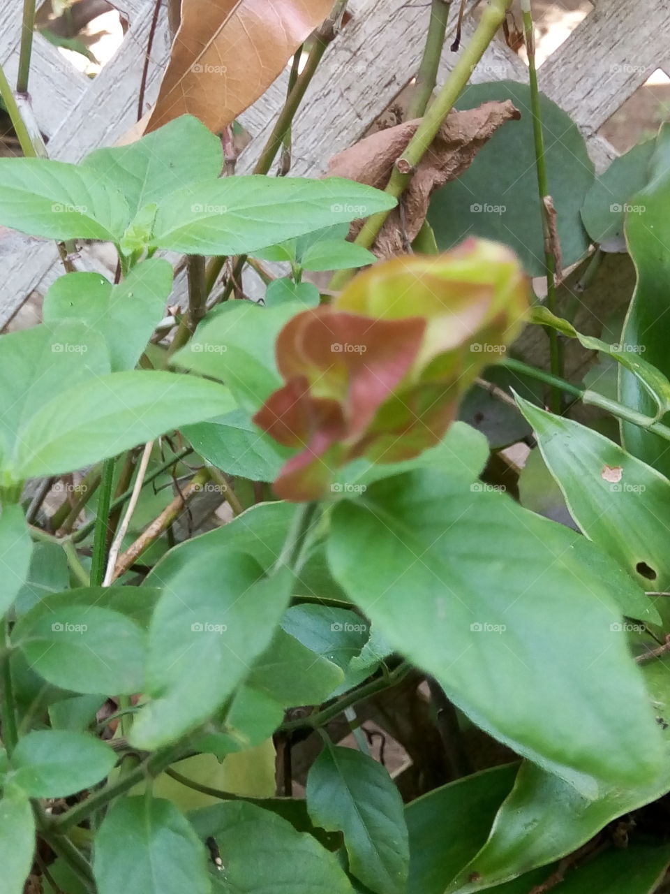 Leaf, Nature, Flora, No Person, Summer