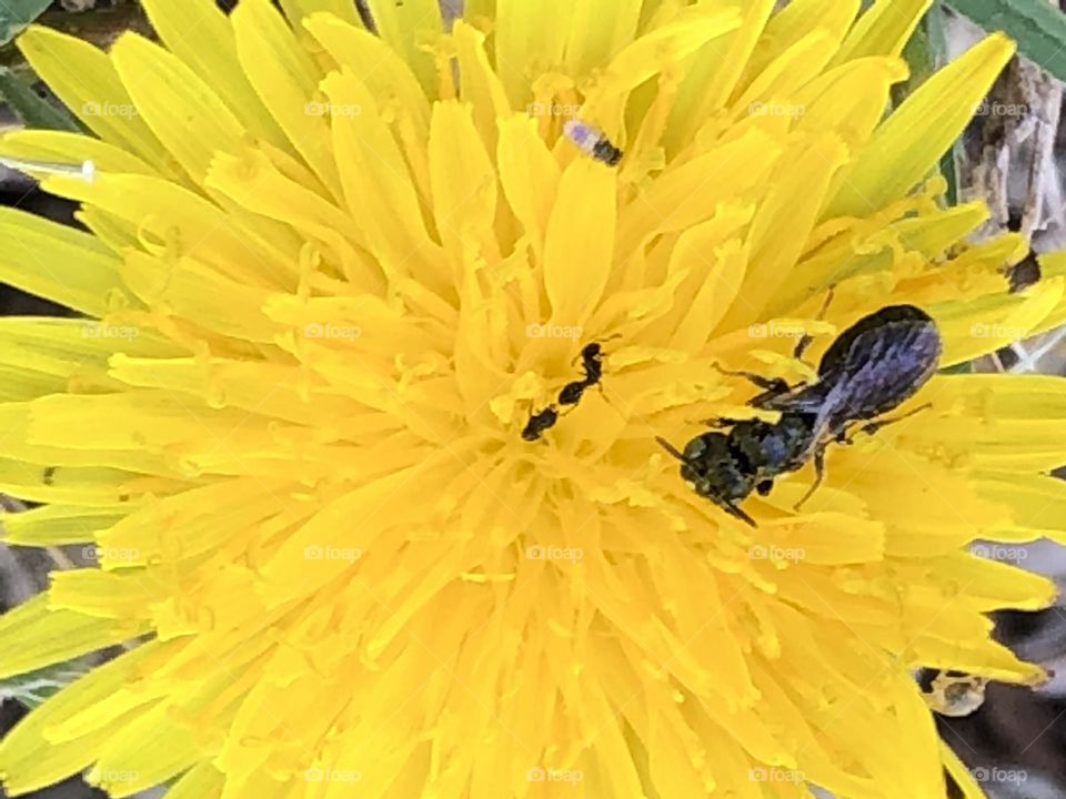 Bug on dandelion weed