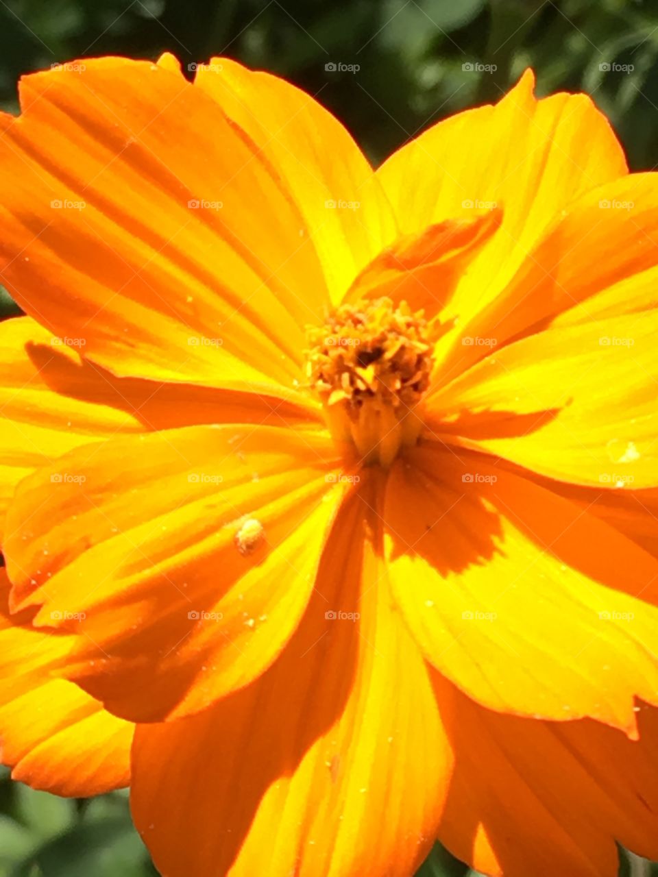 Yellow orange flower.