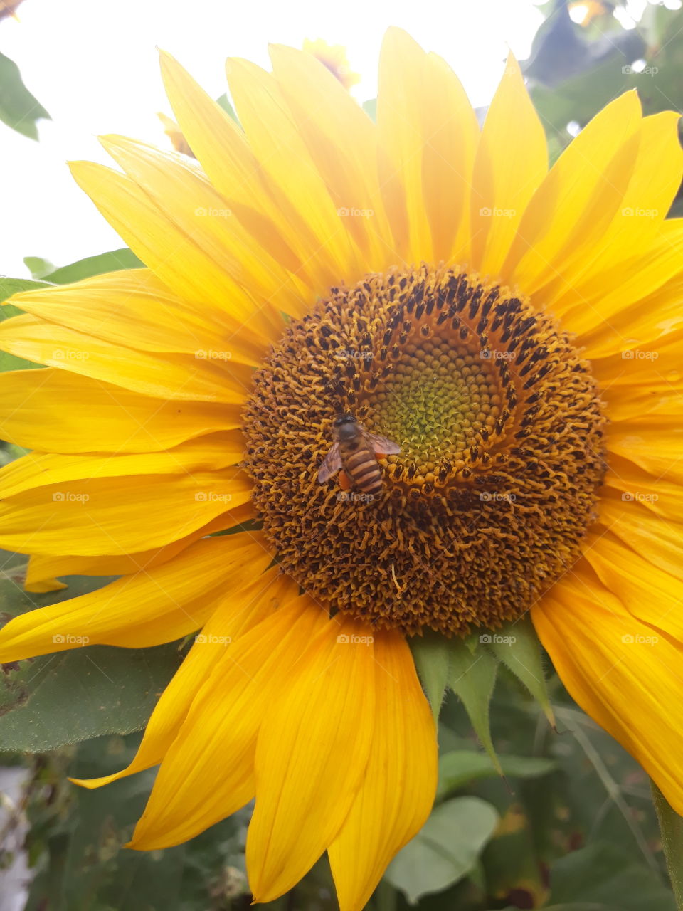 Shinny Sunflower and Bee.