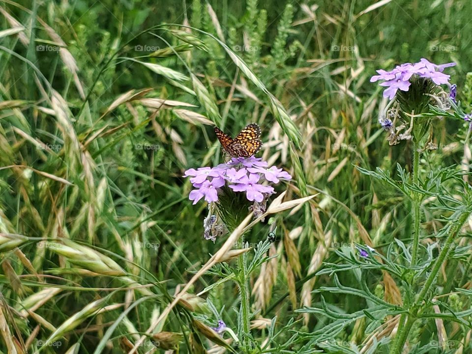 Small butterfly on wild lavender verbena flowers in a meadow.