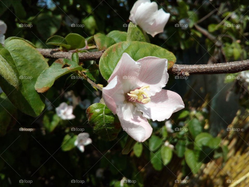 quince blossom