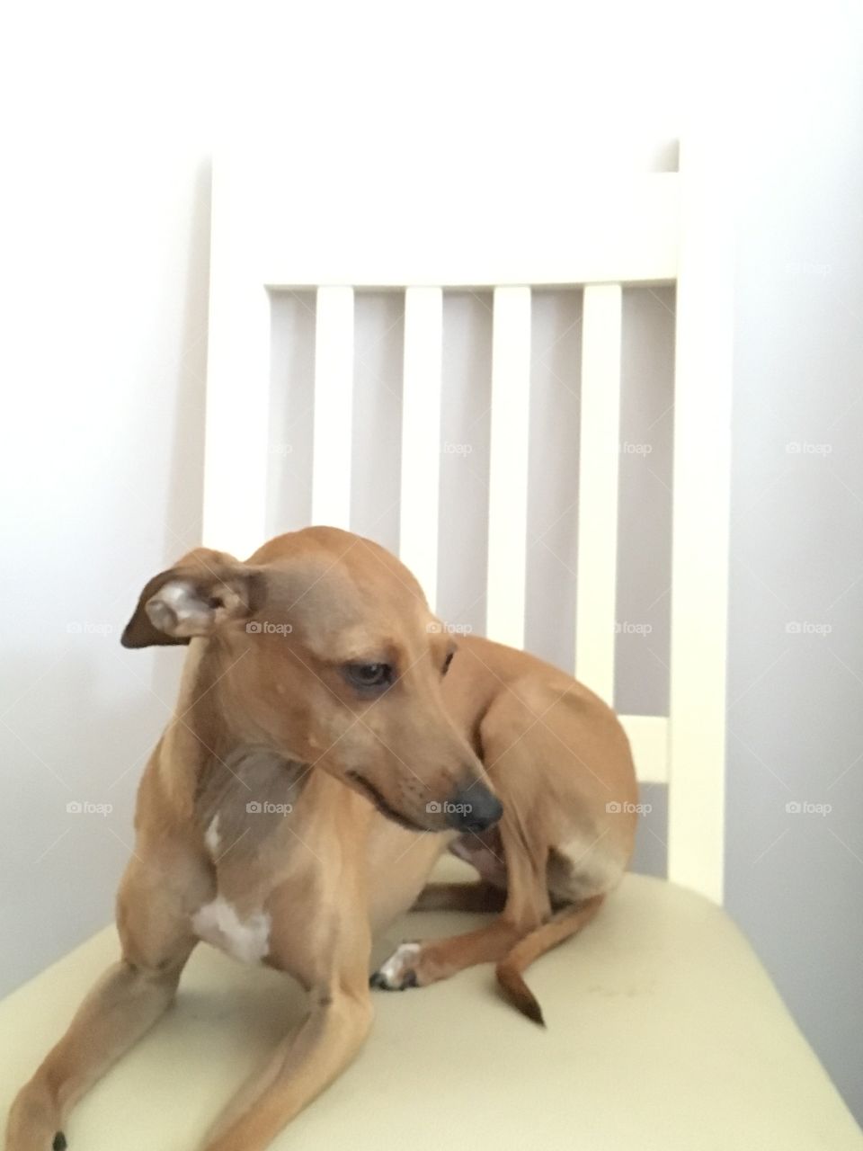 Amber the Italian greyhound puppy sat on a cream coloured chair against marshmallow coloured wall in the kitchen