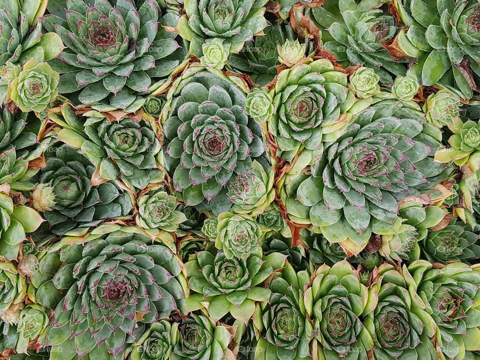 Hens and Chicks