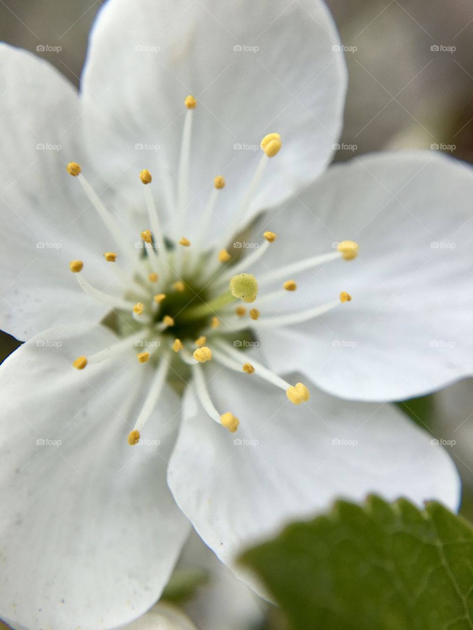 Stamen of white cherry flower, blossom in macro