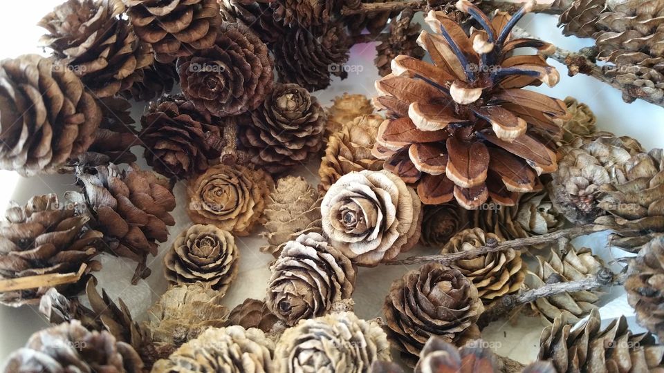 collection of English pinecones
