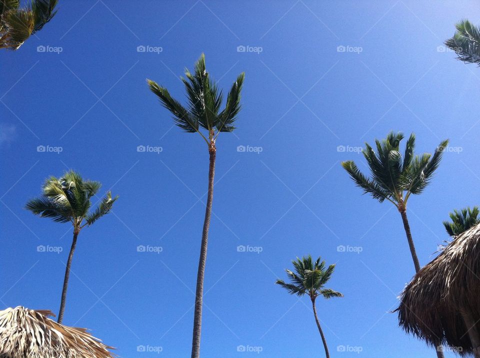 Punta Cana Palm trees