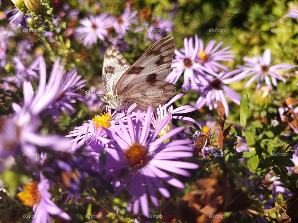 The beautiful and magical white checkered butterfly on  lavender color fall aster in full season fall bloom.  Scientific name: pontia protodice (Boisduval & Leconte, [1830])