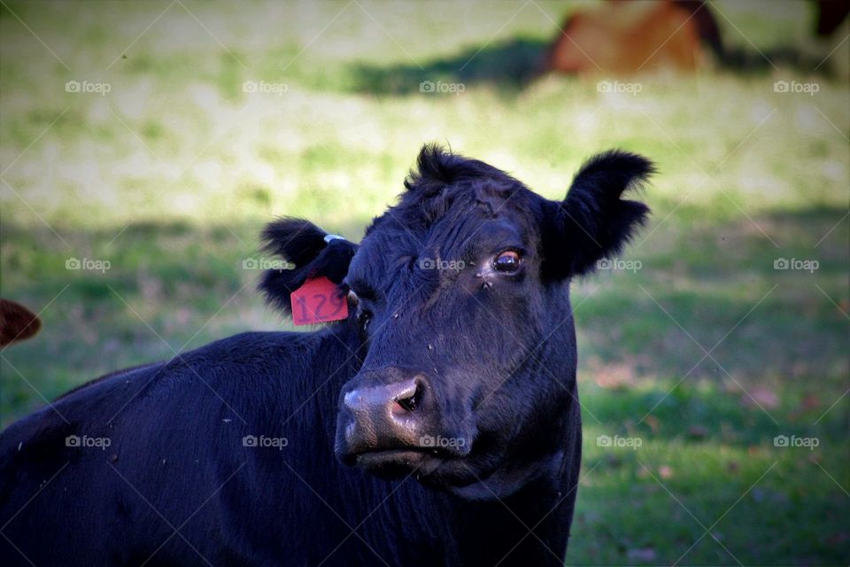 Confused Cow