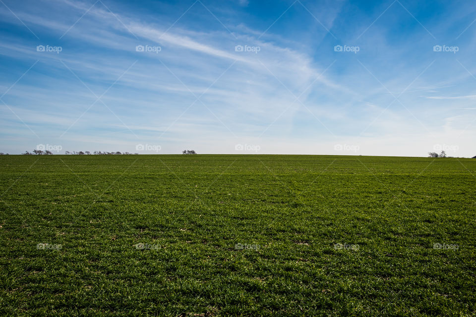 field of green 