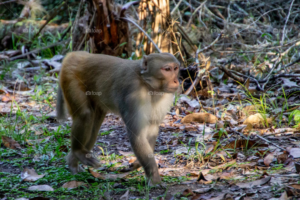 Rhesus monkey