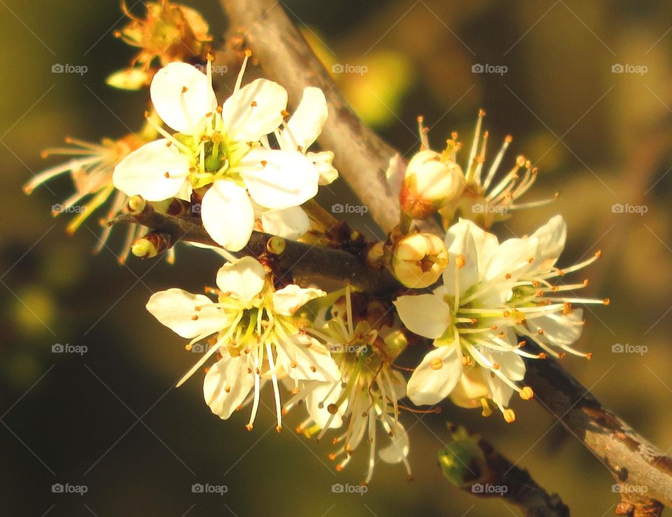 Spring blossom