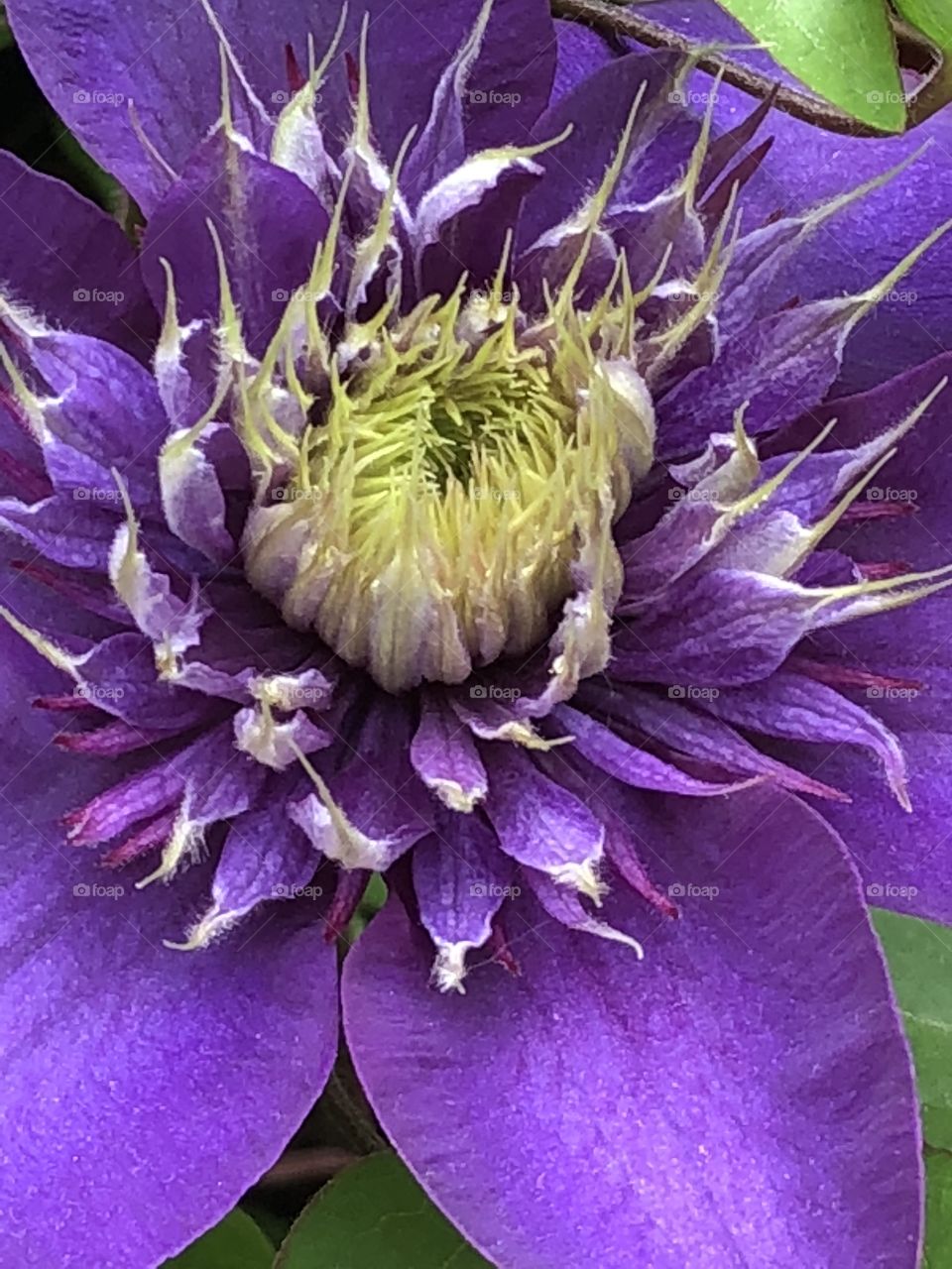 Purple clematis- close up 