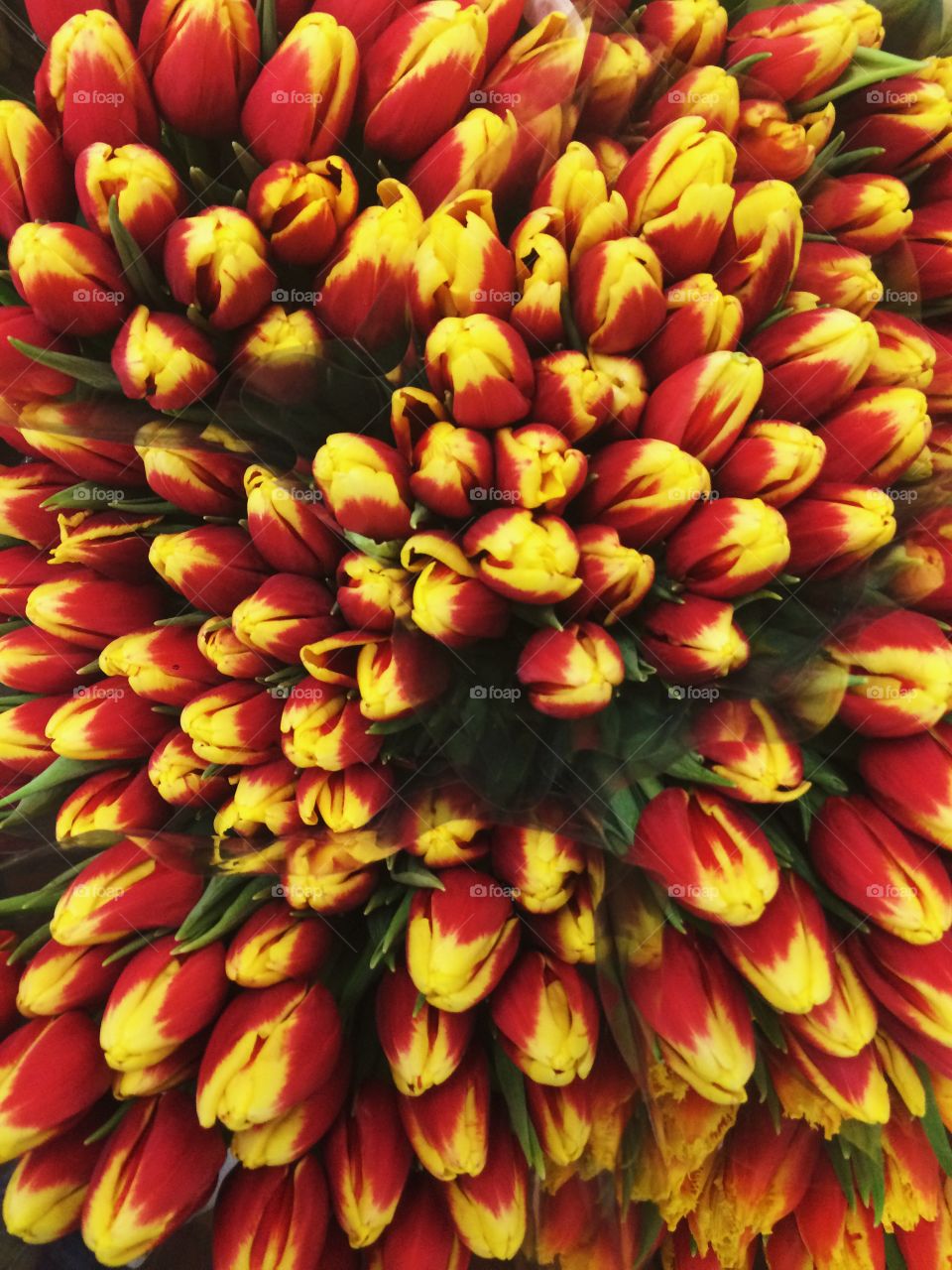 Full frame shot of flowers