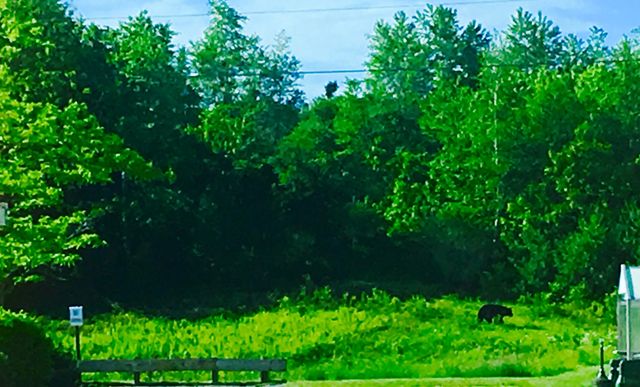 Bear in the woods
