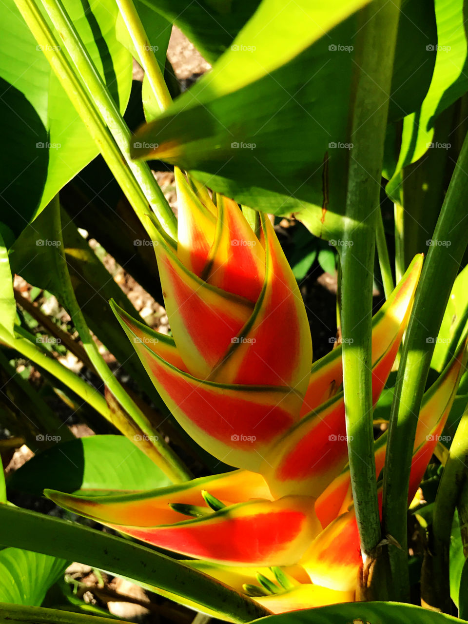 Splendid Heliconia 