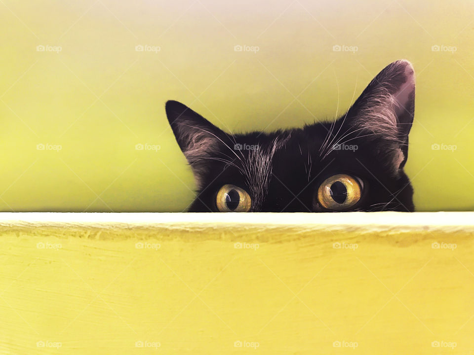 Cute cat with yellow eyes on yellow background 