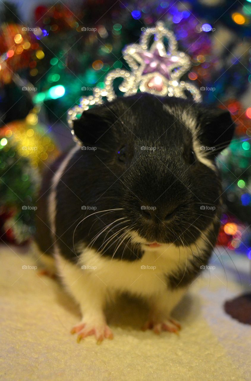 Close-up of guinea pig