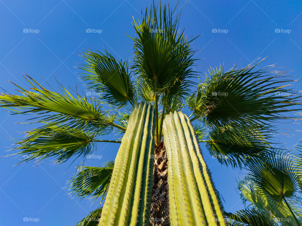 a cactus and a palm tree in the background