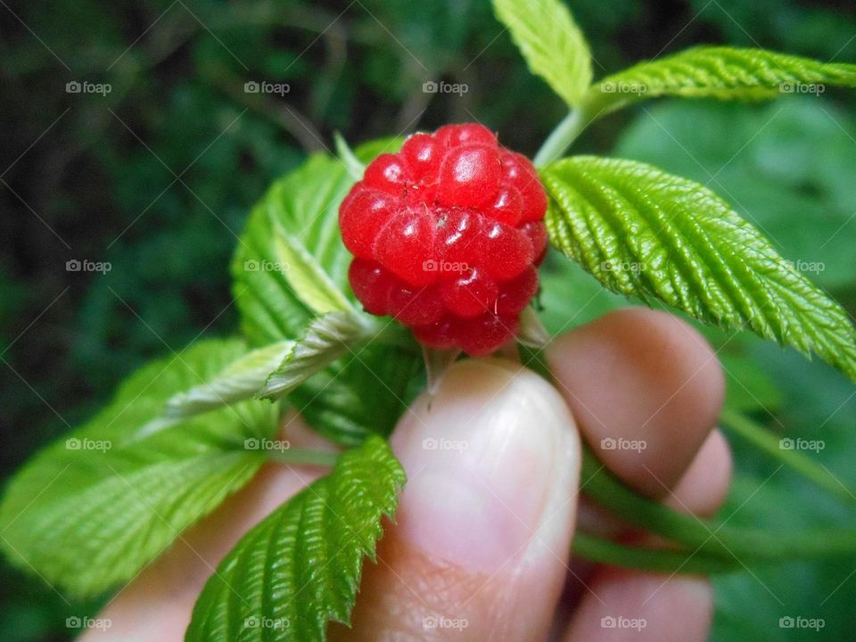 Close-up of raspberry