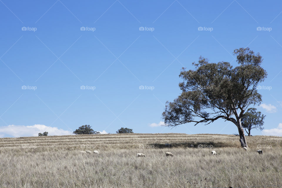 New South Wales Countryside 