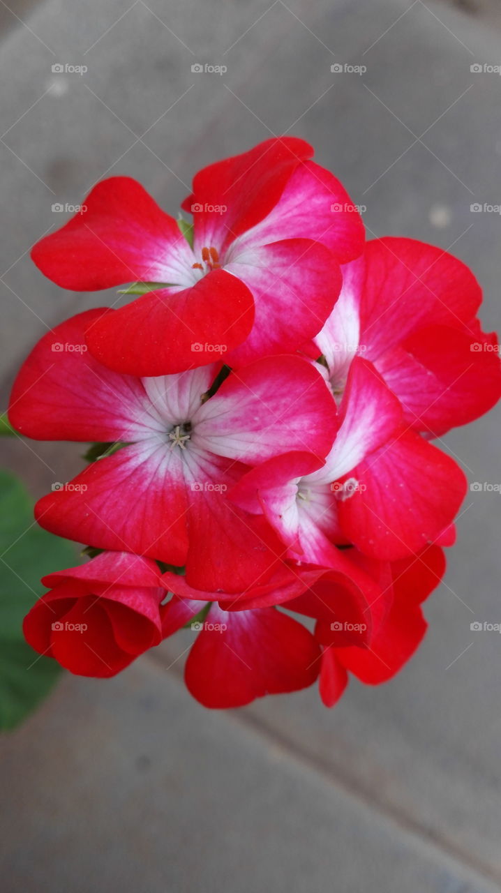Red , pink and white flowers