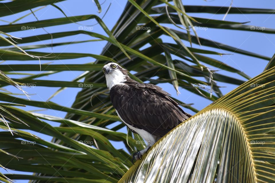 Osprey