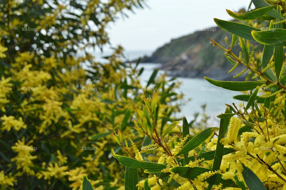 Mimosa tree at Montalvo beach, Galicia. Mimosa tree at Montalvo beach, Galicia