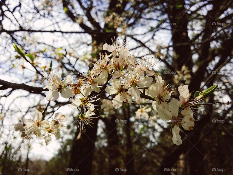 Mexican plum in early spring