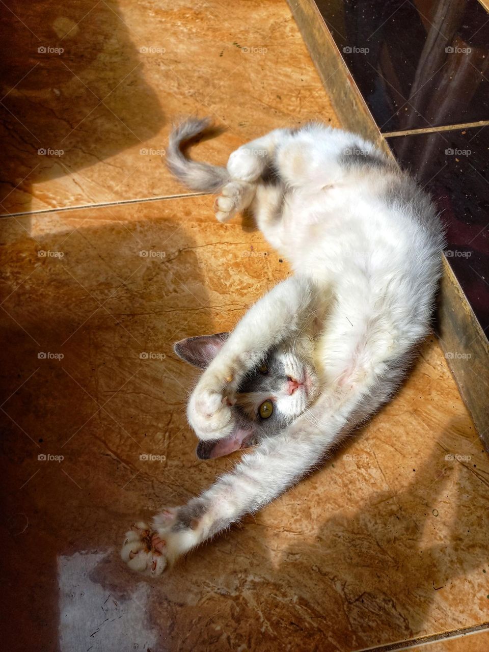 Cute kitten sitting on the terrace